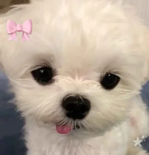 Filhote maltês, Venha conhecer os bebês mais fofos do mundo canino!