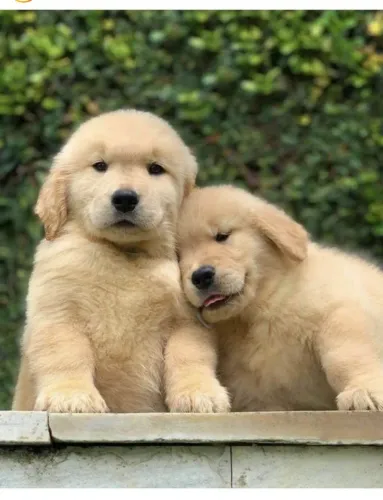 Filhote Golden Retriever, O amor verdadeiro é peludo e adora brincar!