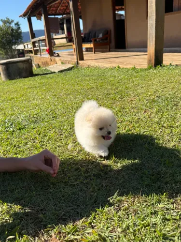 Spitz Alemão