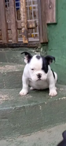 American Bully Micro Lindos Filhotes
