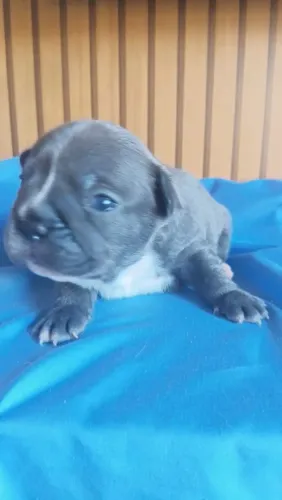 Buldogue francês