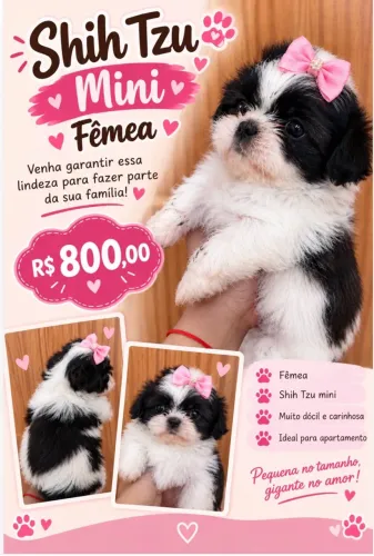 Shitzu mini fêmea