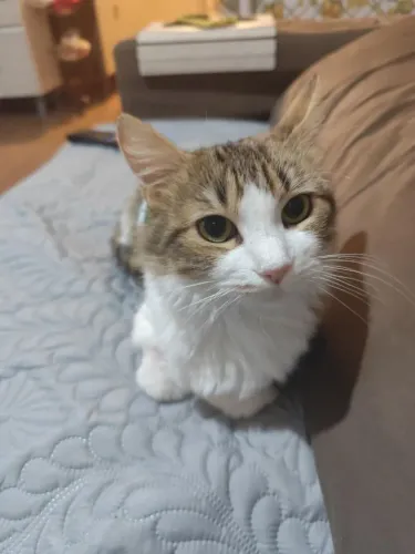 Adoção de gatinha