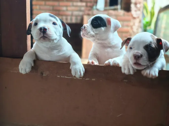 American Bully 