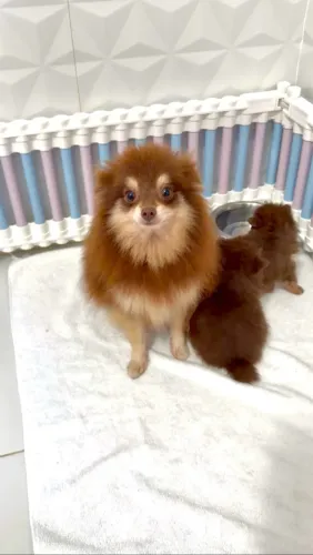 Lulu da pomerânia anão fêmea matriz chocotan com pedigree CBKC