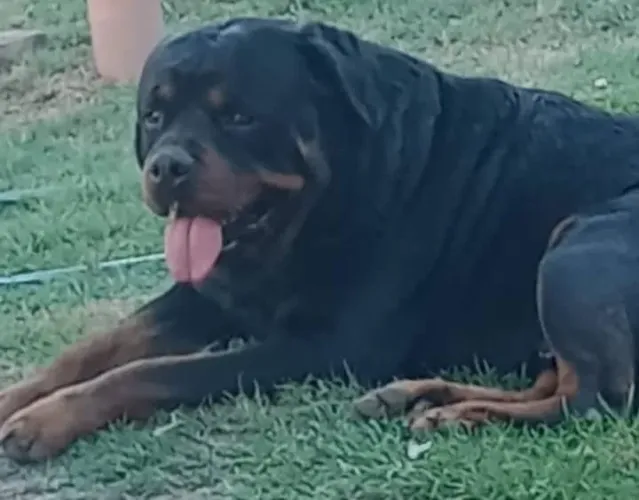 Filhotes de Rottweiler