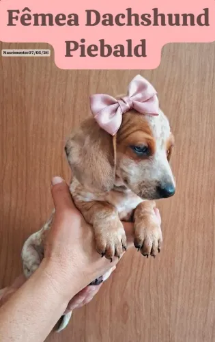 Basset piebad
