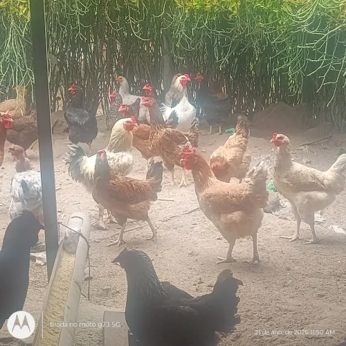 Galinhas brama