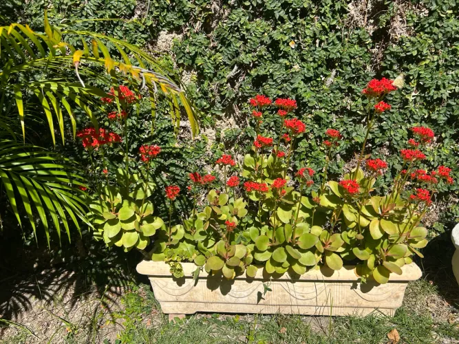 Vaso com planta