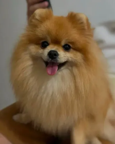 spitz alemão macho