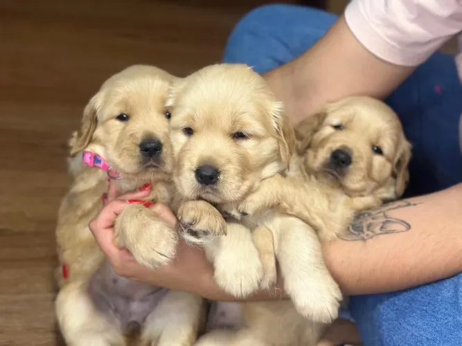 Golden Retriever filhotes carinhosos