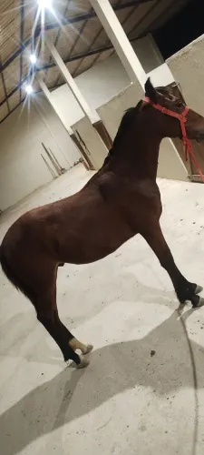 Vendo potro mangalarga marchador neto *elfo/neto f unico genética campeões 