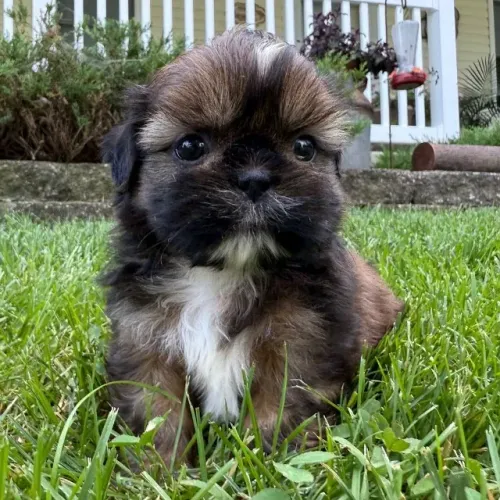 Shitzu Ternura Que Marca Belos Encontros Sempre