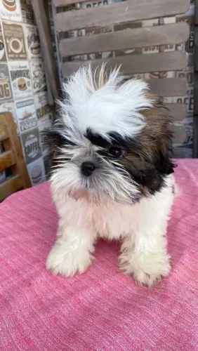Shih Tzu O craque da fofura está disponível
