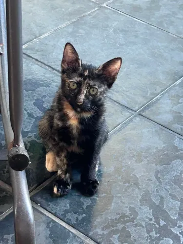 GATA ESCAMINHA Filhote 