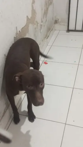 Cachorro Pitbull com labrador 