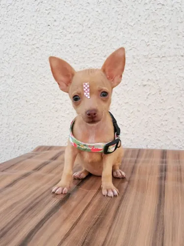 Pinscher n°0