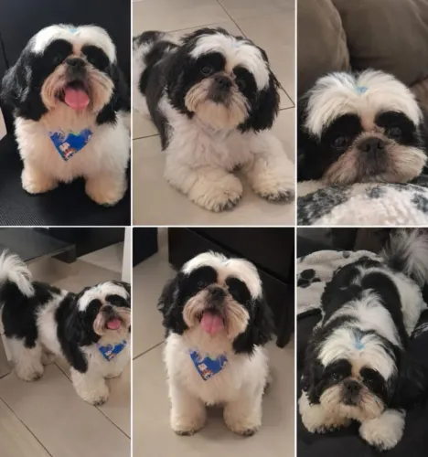 Vendo cachorro shih Tzu filhote 