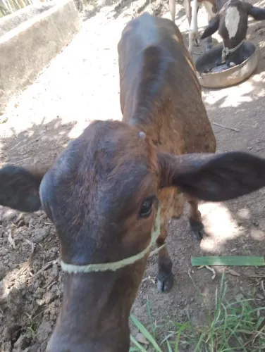 Vaca leiteira com garrota