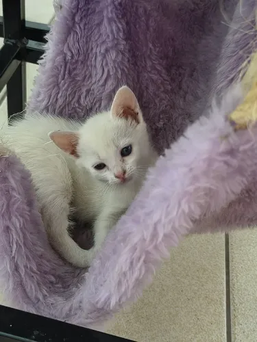 Doa se gatinha