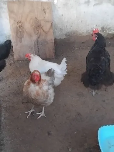 Lote de galinhas venda