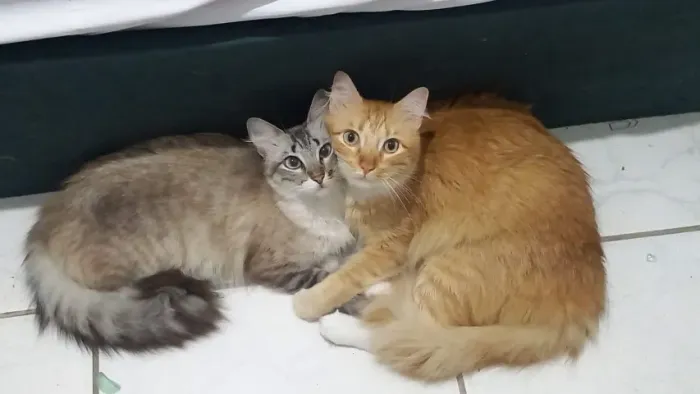 Adoção Casal de Gatos 