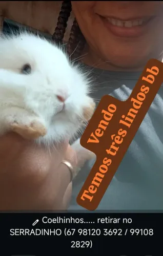 Coelhos 