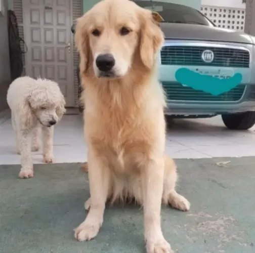 Busco Namorado para minha Golden Retriever 