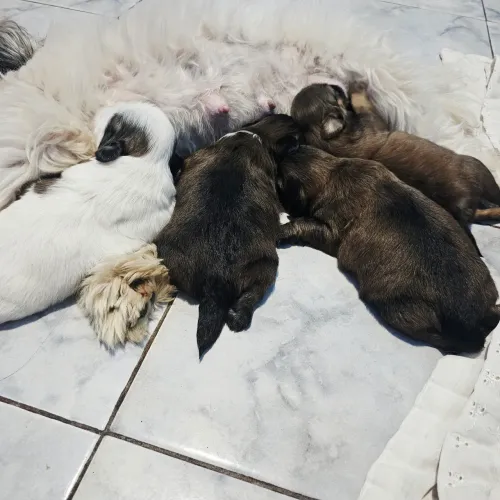 LINDOS FILHOTES DE SHIH-TZU DISPONÍVEIS PARA RESERVA!