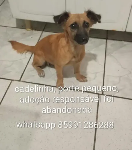 Cadelinha boazinha,pra adoção responsável