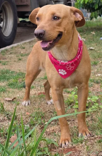 Cachorro , pet , adoção,  doação 