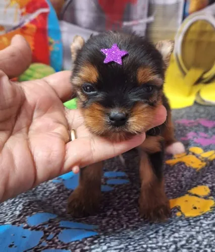 Lindos bebês yorkshire micros
