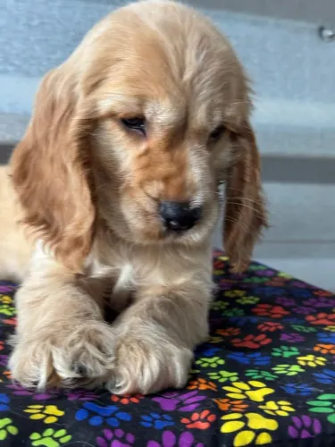 Cocker Spaniel Inglês Fêmea | Pronta entrega - Chama no WhatsApp