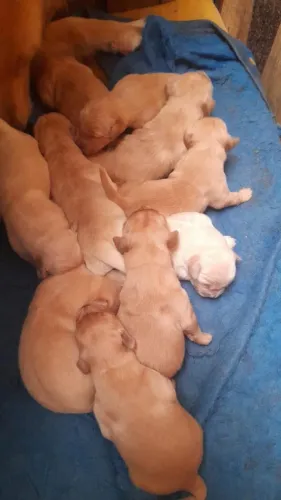 GOLDEN RETRIEVER BRINCALHÃO DISPONÍVEL