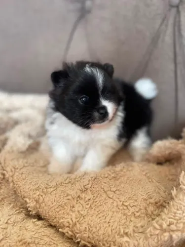 Lulu da pomerania