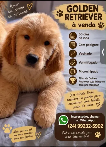 Vendo filhote Golden