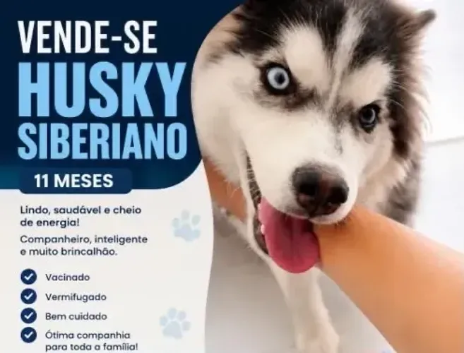 Husky siberiano 