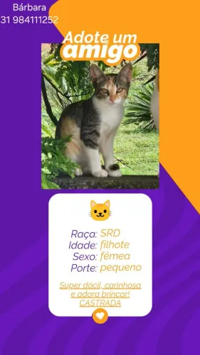 Doação de gatinhos 