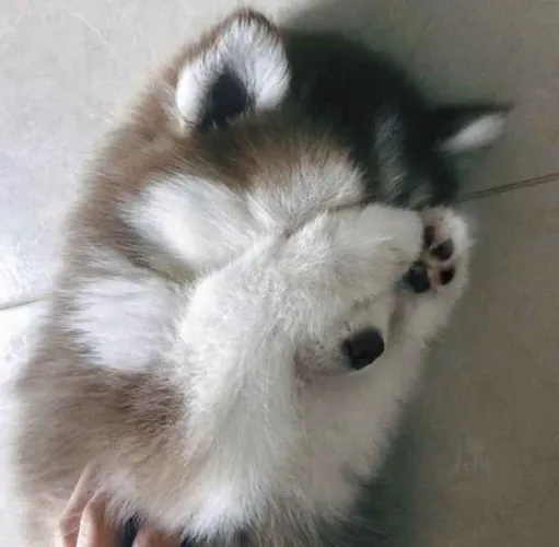 Filhote Husky Siberiano, Se prepare para lambidas e pulinhos de alegria todos os dias!