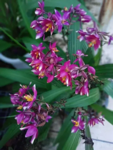 Orquidea terrestre cheiro de uva e outras bananinha
