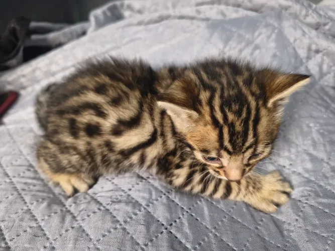 ? Vendo lindos filhotes machos da raça Bengal! ?