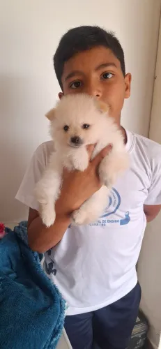 Lindo spitz alemão