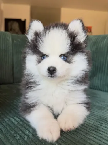 Husky siberiano disponível
