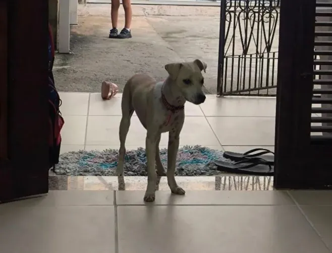 FILHOTE DOAÇÃO MACHO CACHORRO 