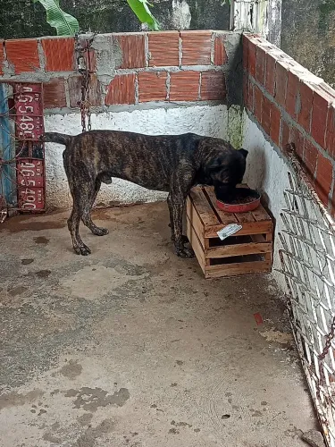 Cane corso macho a procura de uma parceira 
