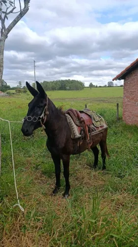 Vendo Mulinha bem boa de sela.