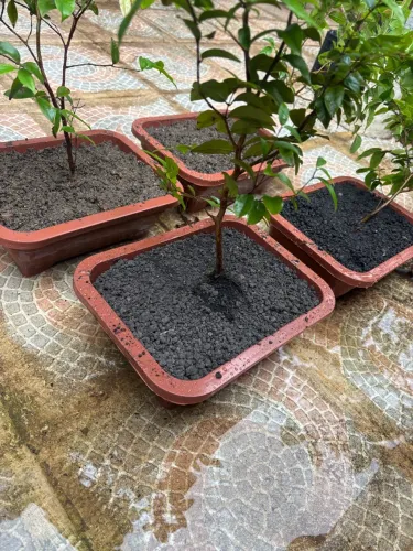 Bonsai jabuticaba híbrida