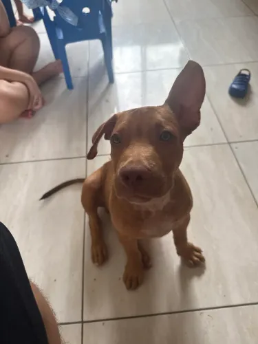 Pitbull Abpt
