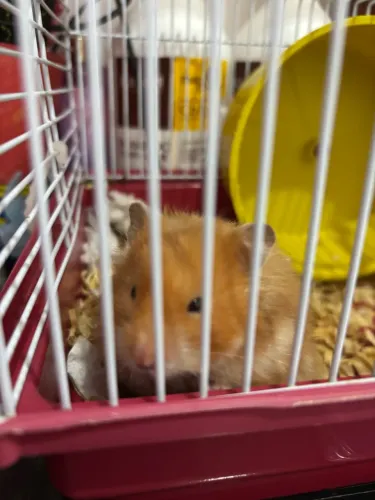 vendo hamster