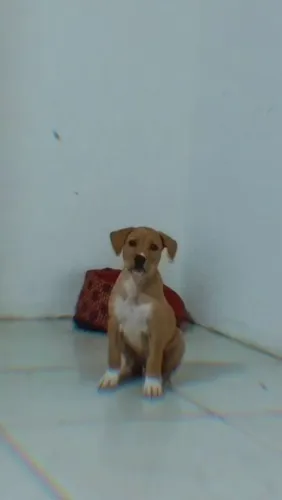 Finhote raciado com pitbul